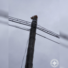 В Башкирии спасатели помогли кошке, которая залезла на электрический столб