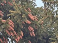 В Уфе установили первую новогоднюю елку