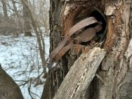 В Башкирии мужчина незаконно поймал 8 куниц