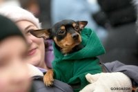 «Ищу человека»: в Уфе прошла благотворительная акция с участием бездомных собак