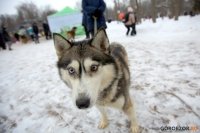 «Ищу человека»: в Уфе прошла благотворительная акция с участием бездомных собак