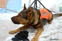 «Ищу человека»: в Уфе прошла благотворительная акция с участием бездомных собак