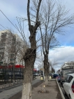 В Уфе на улице Чернышевского спилят аварийные деревья