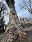 В Уфе на улице Чернышевского спилят аварийные деревья