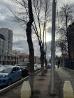В Уфе на улице Чернышевского спилят аварийные деревья
