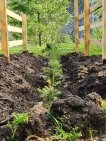 В честь 80-летия Победы в Национальном парке Башкирии высадили хвойную аллею