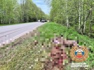 В Башкирии водитель сбил насмерть лося и врезался в дерево, погиб пассажир