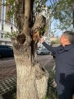 В историческом центре Уфы срубят старые деревья