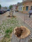 В историческом центре Уфы вместо аварийных деревьев высадят молодые крупномеры