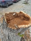 В историческом центре Уфы вместо аварийных деревьев высадят молодые крупномеры