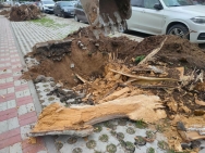 В историческом центре Уфы вместо аварийных деревьев высадят молодые крупномеры