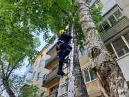 В Уфе спасатели сняли кошку с дерева