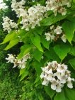 В ботаническом саду Уфы зацвела катальпа