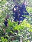 В Уфе спасатели сняли с дерева 13-летнюю девочку с котенком