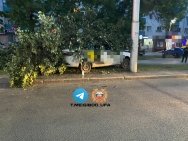 В Уфе водитель такси снес дерево на проспекте Октября